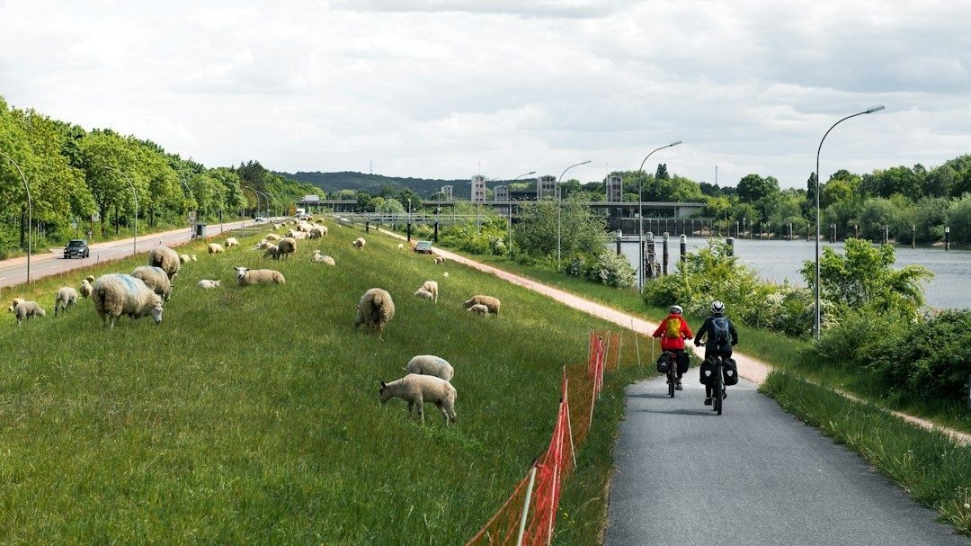 Twee fietsers rijden over een open dijk langs een rivier met schapen